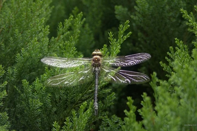 Dragonfly Backgrounds   Wallpapers Zone
