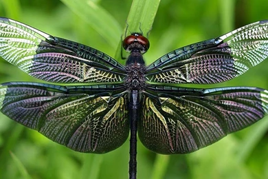 Dragonfly Computer Wallpapers, Desktop Backgrounds