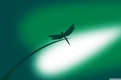 Green Dragonfly HD Desktop Wallpapers : High Definition