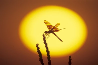 Dragon Fly Wallpapers   Wallpapers Cave