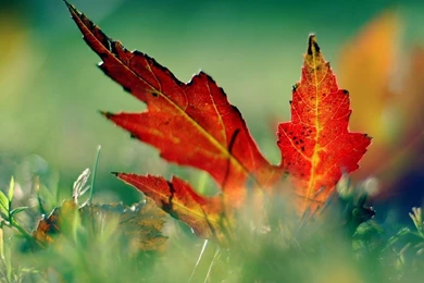 Leaves Desktop Wallpapers