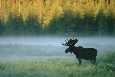 Moose Standing Along A Misty Riverbank Yellowstone National ...