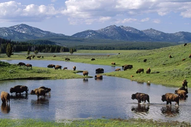 American Wyoming Yellowstone National Park Bison Wallpapers ...