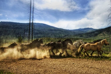 Yellowstone Park Horse   HD Wallpapers Widescreen   1920x1200