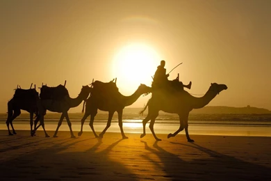 Good Camel Wallpapers