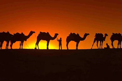 Camel Wallpapers 10545   Pacify Mind