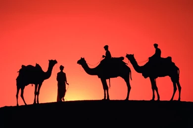 Good Camel Wallpapers