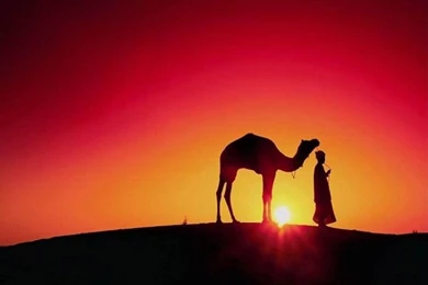 Free Camel Wallpapers   Animals Town