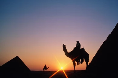 Camel Wallpapers