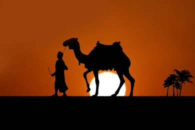 Camel Wallpapers HD