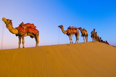 Camel Wallpapers   Animal Wallpapers
