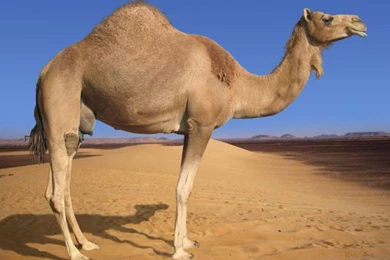 Camel