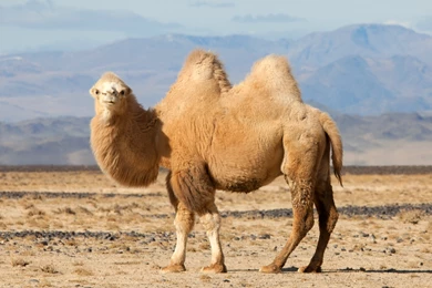 Camel Wallpapers Desktop