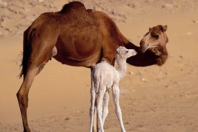 44 Camel HD Wallpapers