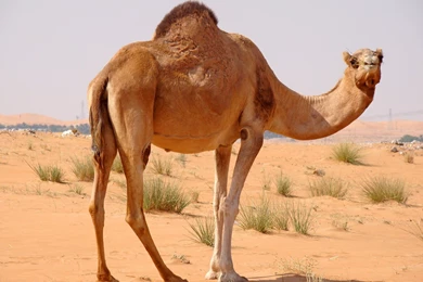 Camel Images
