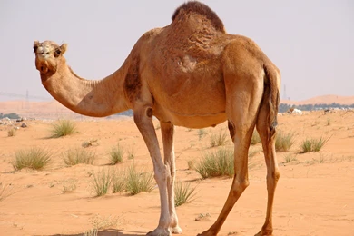 Camel Wallpapers Desktop