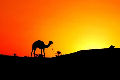 HQ Camel Wallpapers