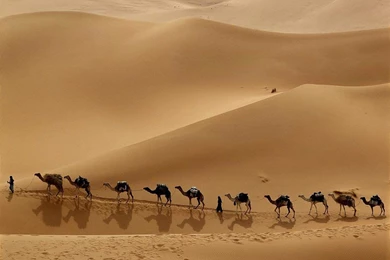 Camel Wallpapers   Animals Town