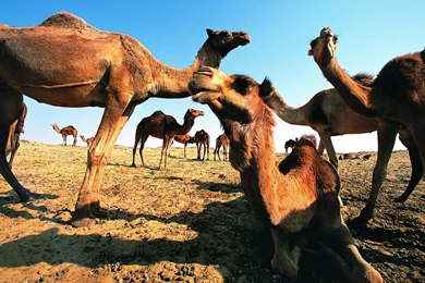 Camel Wallpapers HD