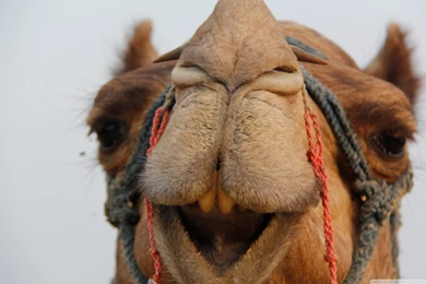 Camel HD Desktop Wallpapers : Widescreen : High Definition