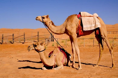 Camel Animal Wallpapers
