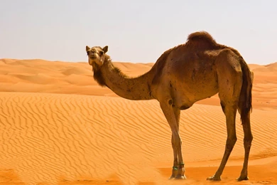 Camel HD Wallpapers