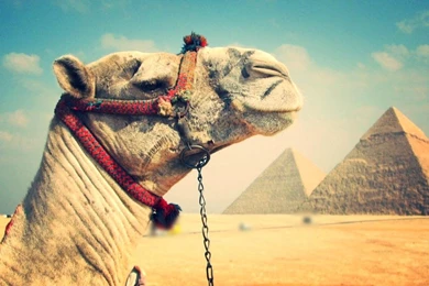 Camel Live Wallpapers   Android Apps And Tests   AndroidPIT