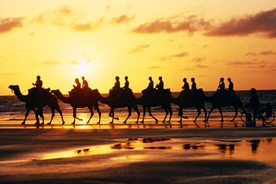Broome, Australia, Camel Caravan, 1997, Photo Of The Day, Picture ...