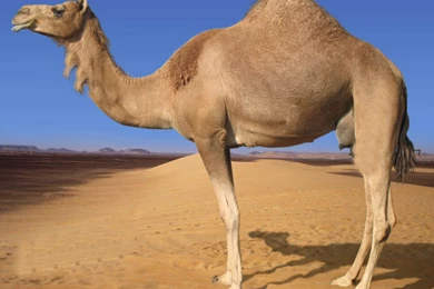 Camel In Desert Wallpapers For PC