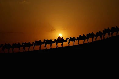 Camel Computer Wallpapers, Desktop Backgrounds