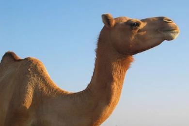 CAMEL, CAMEL Wallpaper, CAMEL Picture, CAMEL Photo   Animal ...