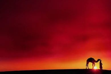 Camel Wallpapers HD