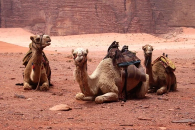 Camel Wallpapers HD