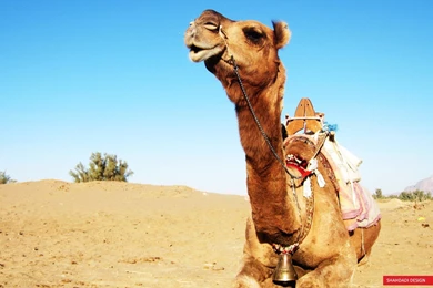 Camel, Desert, Animals   HD Wallpapers