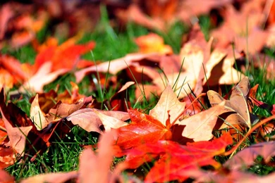 Romantic And Beautiful Autumn Leaves Photography Wallpapers 12 ...