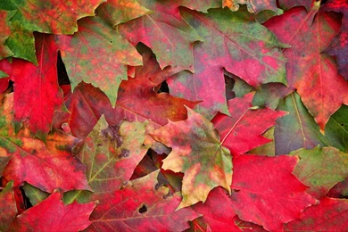 Romantic And Beautiful Autumn Leaves Photography Wallpapers 3 ...