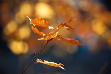 Autumn Leaves Desktop Backgrounds Wallpapers Free Download