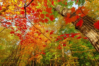 Download Autumn Leaves Wallpapers High Definition