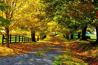 Download Autumn Leaves Wallpapers Photo