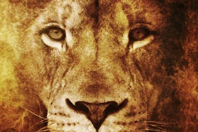 Fire King Artwork Lions Narnia Aslan Wallpapers