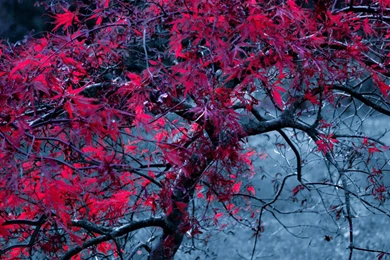 Beautiful Natural Samsung Galaxy S5 Wallpapers 478