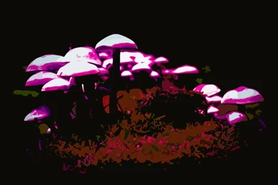 Most Viewed Mushroom HD Wallpapers
