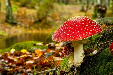 Magic Mushrooms Wallpapers   Wallpaper.