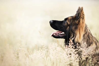 German Shepherd Dog Wallpapers – Free Full Hd Wallpapers For 1080p ...