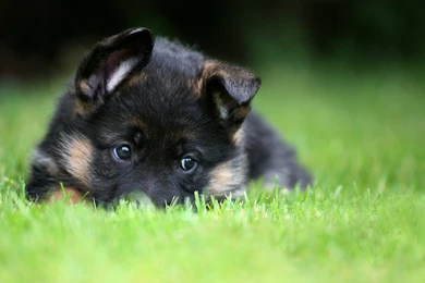 German Shepherd Puppy Wallpapers Phone