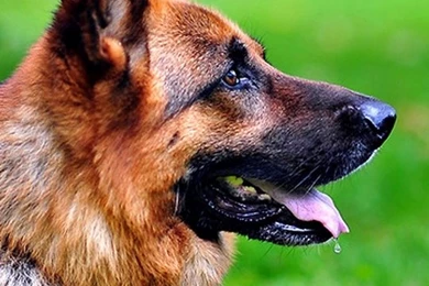 Download Wallpapers 540x960 Dog, Cat, Grass, German Shepherd ...