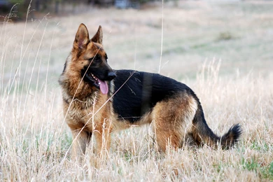 German Shepherd Wallpapers Hd 14 Widescreen Wallpapers ...