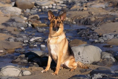 German Shepherd Puppies Pictures Wallpapers