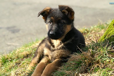 Black German Shepherd Wallpaper Backgrounds