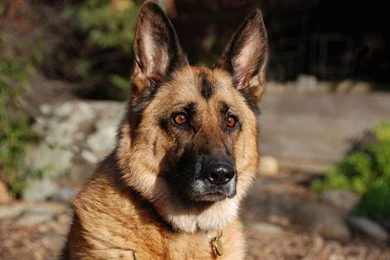 German Shepherd Puppies Wallpapers